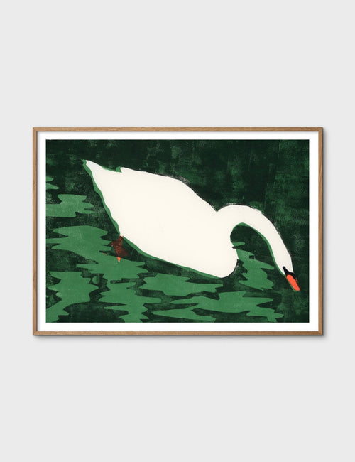 Cisne Blanco