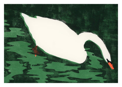 Cisne Blanco